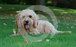 Cockapoo dog in the garden photo