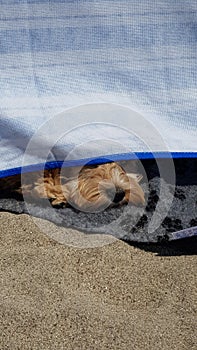 Cockapoo dog pokes nose under windbreak at beach