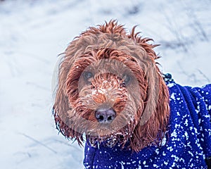 Cockapoo with face covered in snow