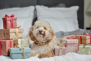 cockapoo with gift boxes stacked around its bed