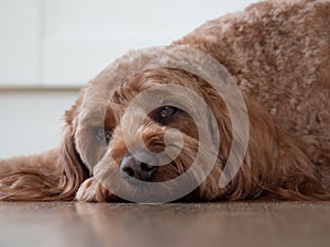 Cockapoo with head on floor
