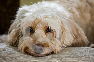 Cockapoo with head on pillow