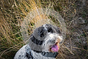 Cockapoo on a lead in a field