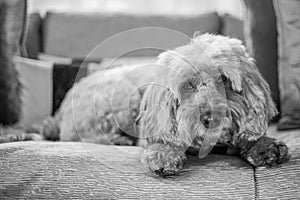 Cockapoo looking sad
