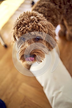 cockapoo with a pillow licks, shows tongue