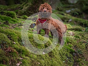 Cockapoo playing in the woods