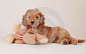 Cockapoo puppy with a bear toy photo