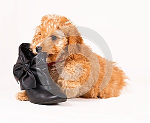 Cockapoo puppy with black shoe