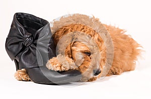 Cockapoo puppy with black shoe