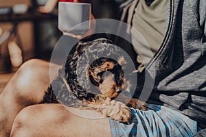 Cockapoo puppy climbing onto the owners lap on a sunny day