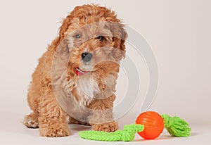 Cockapoo puppy with dog toy