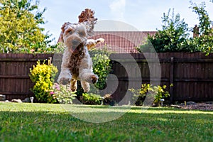 A Cockapoo puppy flies through the air with excitement in a sunny garden