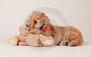 Cockapoo puppy with toy