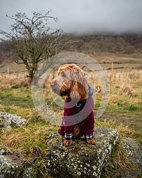 Cockapoo on a rock near Campsie Fells, Scotland