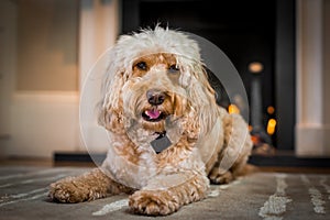 Cockapoo sitting by the fire photo