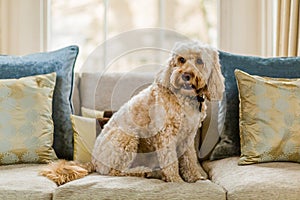 Cockapoo on sofa