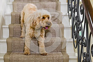 Cockapoo on stairs