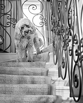 Cockapoo on stairs