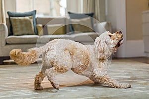 Cockapoo about to jump