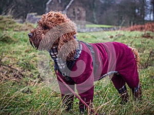 Cockapoo on West Island Way on Bute