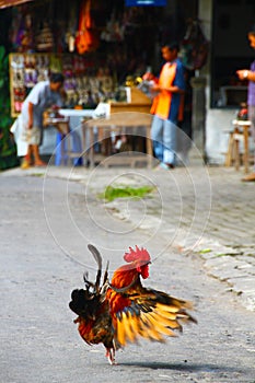 Cockarel showing-off in Java, Indonesia