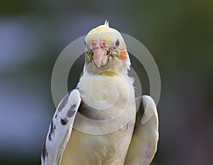 The cockatie bird cleaning body