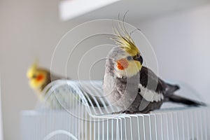 Cockatiel.