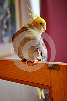 Cockatiel