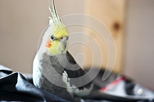 Cockatiel