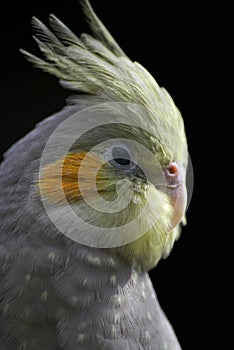 Cockatiel