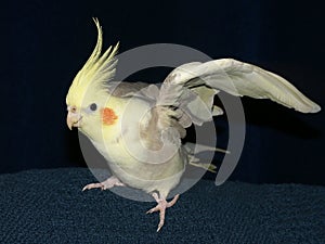 Cockatiel