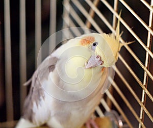 Cockatiel bird in a cage