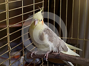 Cockatiel bird in a cage