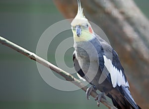 Cockatiel bird on a tree branch. Grey parrot - Nymphicus hollandicus