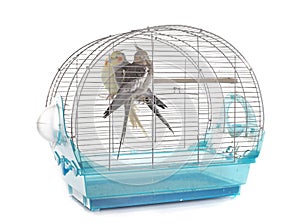 Cockatiel in cage