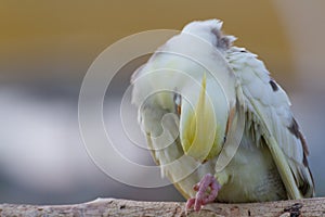 The cockatiel cleaning body