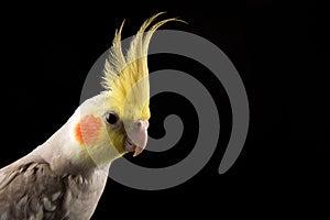 Cockatiel Crest Up, curious Happy parrot portrait in studio