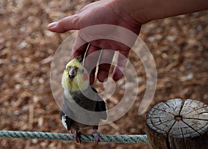 Cockatiel