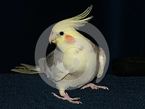 Cockatiel