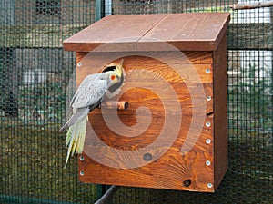 Cockatiel female and nest box