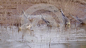 a cockatiel flock drinking at redbank waterhole photo