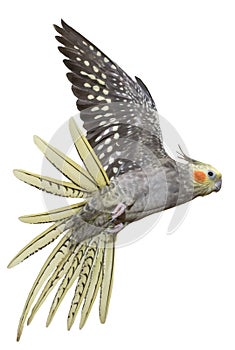 Cockatiel Flying