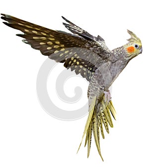 Cockatiel Flying