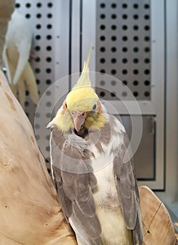 Cockatiel gray with Yellow-crested bird