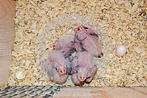 Cockatiel hatchlings