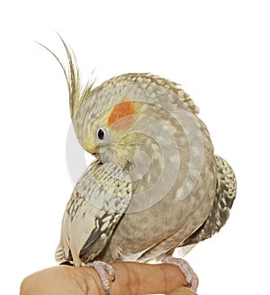 Cockatiel Hen Preening Her Feathers