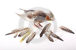 Cockatiel Holding Molted Feather