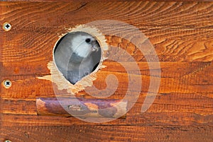 Cockatiel inside a nest box