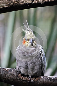 Cockatiel Latin name Nymphicus hollandicus