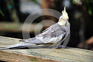 Cockatiel Latin name Nymphicus hollandicus